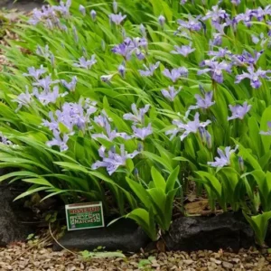 Crested Wild Iris Roots - 5 Iris Cristata Roots - Easy to Grow Wildflower