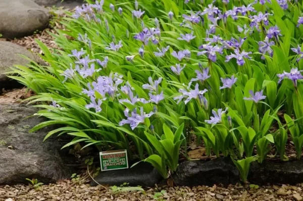 Crested Wild Iris Roots - 5 Iris Cristata Roots - Easy to Grow Wildflower
