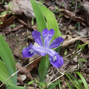 Crested Wild Iris Roots - 5 Iris Cristata Roots - Easy to Grow Wildflower