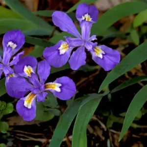 Crested Wild Iris Roots - 5 Iris Cristata Roots - Easy to Grow Wildflower