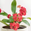 Crown of Thorns Plant - 4 Inch Potted Succulent - Pink, Red, White Flowers