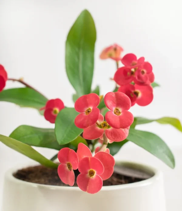 Crown of Thorns Plant - 4 Inch Potted Succulent - Pink, Red, White Flowers