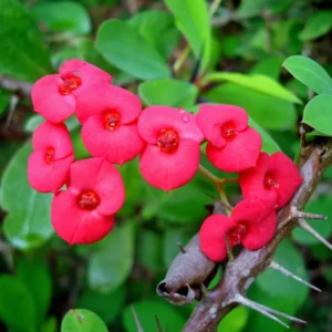 Crown of Thorns Plant - 4 Inch Potted Succulent - Pink, Red, White Flowers