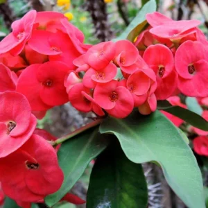 Crown of Thorns Plant - 4 Inch Potted Succulent - Pink, Red, White Flowers
