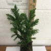 Cryptomeria Black Dragon Japanese Cedar Plant 6-12 Inch Quart Pot Evergreen Tree