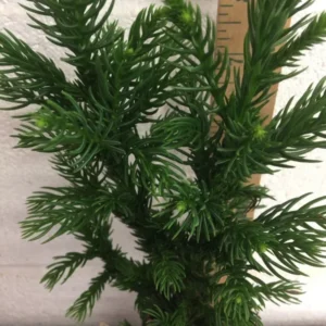 Cryptomeria Black Dragon Japanese Cedar Plant 6-12 Inch Quart Pot Evergreen Tree