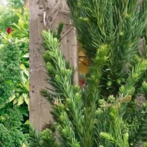 Cryptomeria Black Dragon Japanese Cedar Plant 6-12 Inch Quart Pot Evergreen Tree