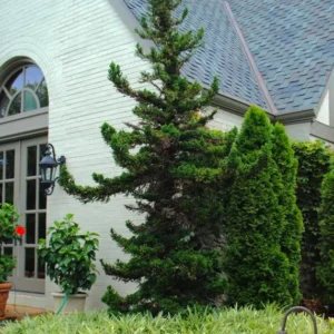 Cryptomeria Black Dragon Japanese Cedar Plant 6-12 Inch Quart Pot Evergreen Tree