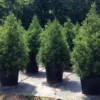 Cryptomeria Yoshino Japanese Cedar Plant - Quart Pot Evergreen Tree