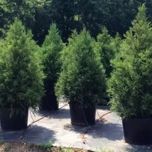 Cryptomeria Yoshino Japanese Cedar Plant - Quart Pot Evergreen Tree