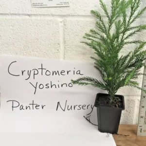 Cryptomeria Yoshino Japanese Cedar Plant - Quart Pot Evergreen Tree