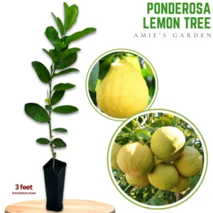 Ponderosa Lemon Tree 2 to 3 Feet Tall - Fresh Citrus Tree - Easy Care - Indoor/Outdoor - Not ship CA