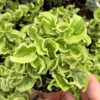 Curly Devil's Backbone Plant - Variegated Succulent - 3 inch Live Plant