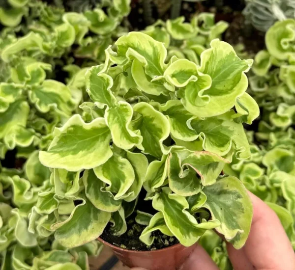 Curly Devil's Backbone Plant - Variegated Succulent - 3 inch Live Plant