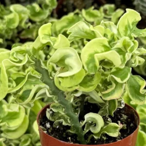 Curly Devil's Backbone Plant - Variegated Succulent - 3 inch Live Plant