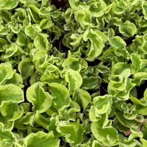 Curly Devil's Backbone Plant - Variegated Succulent - 3 inch Live Plant