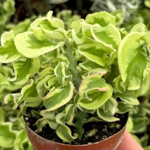 Curly Devil's Backbone Plant - Variegated Succulent - 3 inch Live Plant