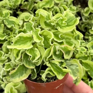 Curly Devil's Backbone Plant - Variegated Succulent - 3 inch Live Plant
