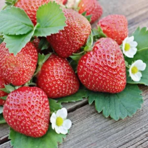 Sweet Charlie Strawberry Plants - 25 June Bearing Sweet Strawberries