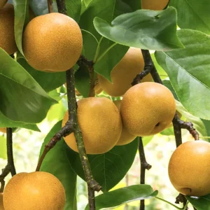 Asian Pear Tree - Shinseiki Yellow Pear Fruit Plant - 3-4 Feet - 3Gal Pot