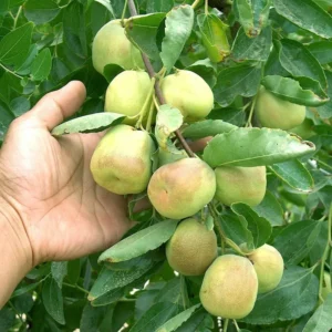 Jujube Li Tree - Grafted Fruiting Tree - 2 to 3 Feet Tall