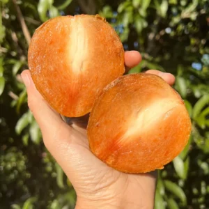 Sapodilla Tree - 3 Feet Tall Tropical Fruit Tree in 3 Gallon Pot - Flowering - Not Ship CA