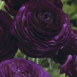 Ranunculus Purple Shade Flower Bulbs - Jumbo Size - Buy 4 Get 1 Free