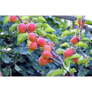 Apricot Tree - Moorpark Variety - 2-3 Ft Tall - Fruit Plant