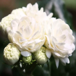 Duke Jasmine Flower Plant - 3 Gallon Potted 2 Feet Blooming Jasmine - Not Ship CA