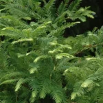 Dawn Redwood Plant - 6-12 Inch Metasequoia Glyptostroboides in Quart Pot