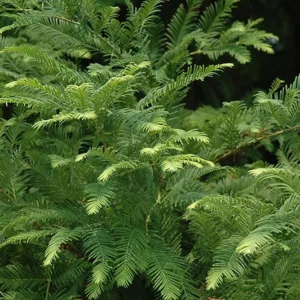 Dawn Redwood Plant - 6-12 Inch Metasequoia Glyptostroboides in Quart Pot