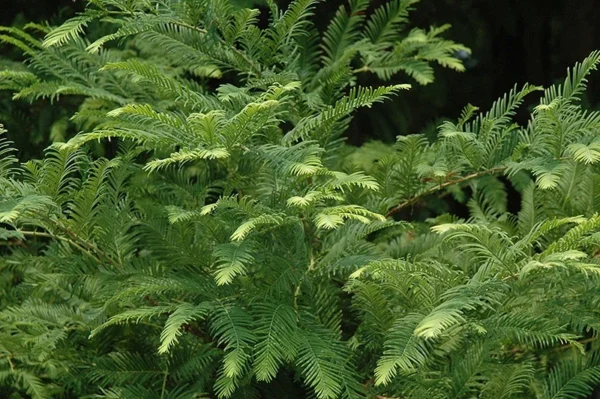Dawn Redwood Plant - 6-12 Inch Metasequoia Glyptostroboides in Quart Pot