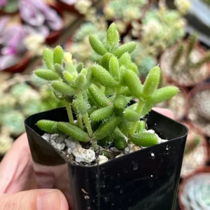 Delosperma Echinatum Pickle Plant Live Small Succulent in 2'' Pot