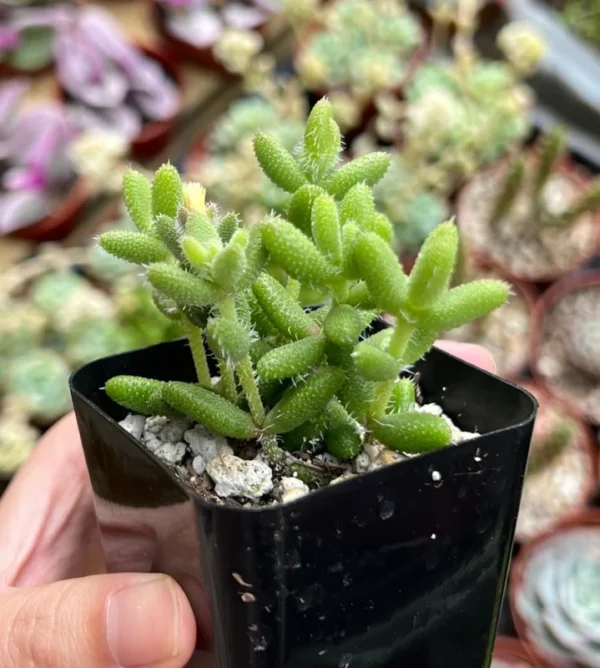 Delosperma Echinatum Pickle Plant Live Small Succulent in 2'' Pot