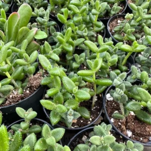 Delosperma Echinatum Pickle Plant Live Small Succulent in 2'' Pot