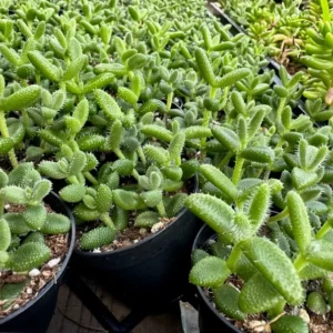 Delosperma Echinatum Pickle Plant Live Small Succulent in 2'' Pot