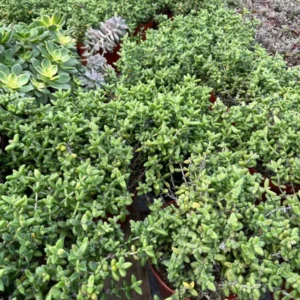 Delosperma Echinatum Pickle Plant Live Small Succulent in 2'' Pot