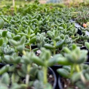Delosperma Echinatum Pickle Plant Live Small Succulent in 2'' Pot