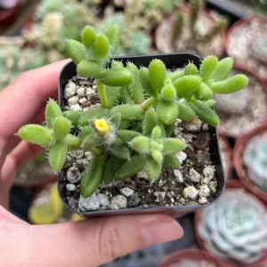 Delosperma Echinatum Pickle Plant Live Small Succulent in 2'' Pot