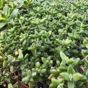 Delosperma Echinatum Pickle Plant Live Small Succulent in 2'' Pot