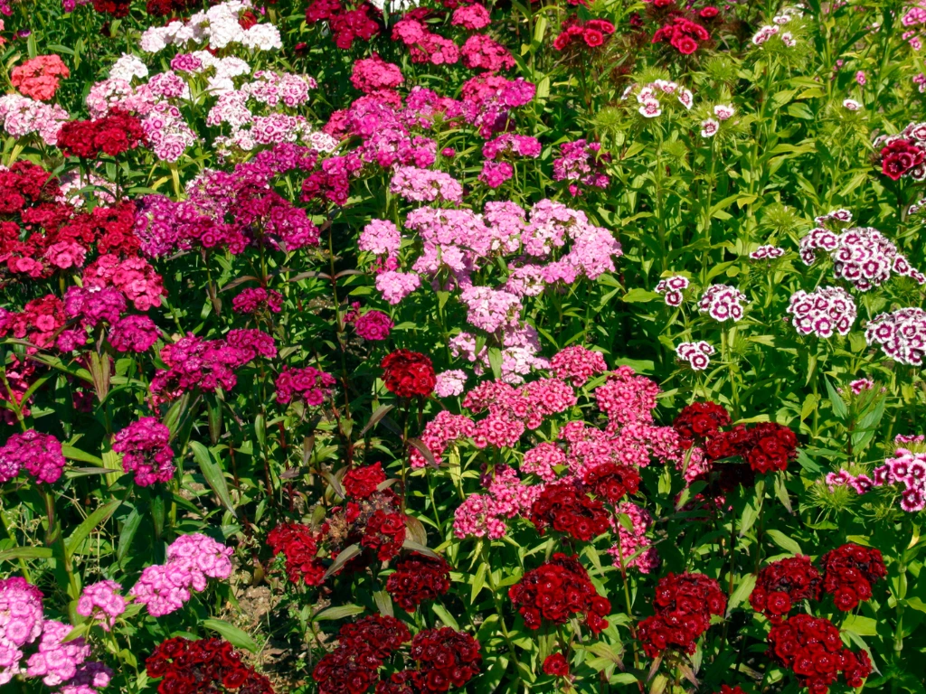 Dianthus