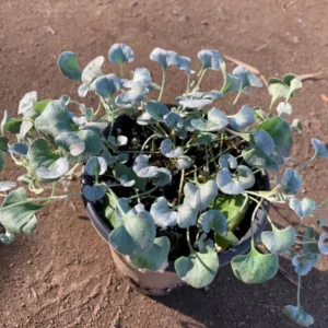 Dichondra Silver Falls Live Plant 3" Pot Ground Cover Trailing