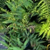 Dicksonia Fern Plant - 2 to 3 Feet - 3 Gallon Pot - Outdoor Tree Fern