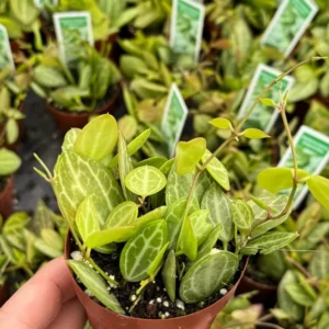 Dischidia Ovata Watermelon Plant - String Plant - 3 inch Pot - Unique Foliage