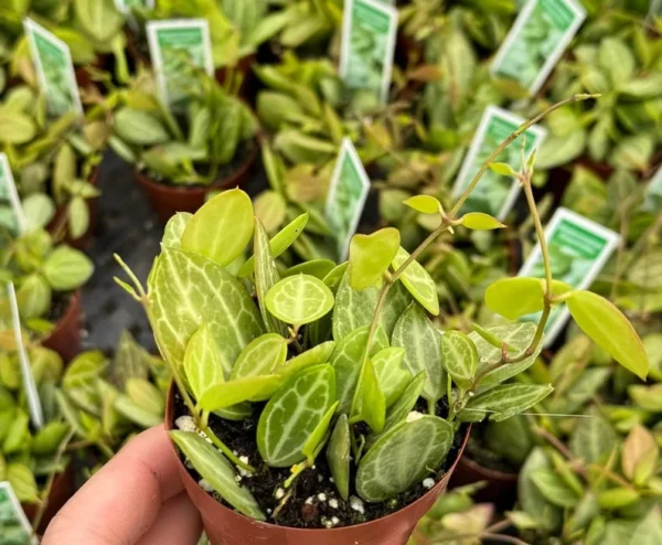 Dischidia Ovata Watermelon Plant - String Plant - 3 inch Pot - Unique Foliage