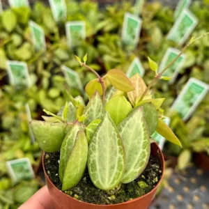 Dischidia Ovata Watermelon Plant - String Plant - 3 inch Pot - Unique Foliage