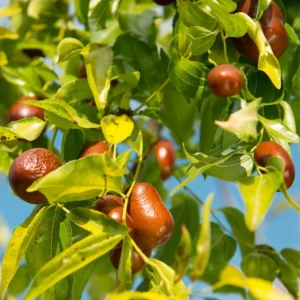 Jujube Lang Tree - Grafted Fruit Tree - 4 ft Tall - 3 Gal Pot