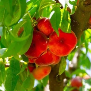 Donut Peach Tree 3-4 Ft Tall in 3 Gal Pot - Flat Peach Tree