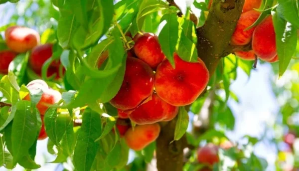 Donut Peach Tree 3-4 Ft Tall in 3 Gal Pot - Flat Peach Tree