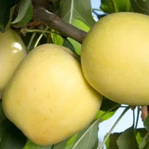 Dorsett Golden Apple Tree - Fruit Tree - 3-4 ft Tall - 3 Gal Pot